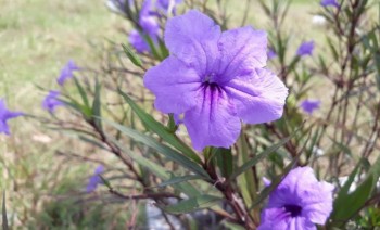 ĐẤT MT TỈNH LỘ 10, ĐỐI DIỆN UBND XÃ PHẠM VĂN HAI, 700TR/NỀN, 0906.668.478