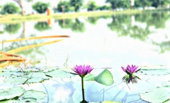 Mở Bán Khu Đô Thị Sinh Thái Nghĩ Dưỡng Dễ dàng sở hữu Bậc nhất Chỉ 650TR/ NỀN Gần Bến Xe Miền Tây.